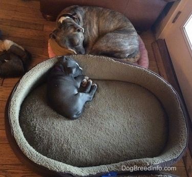 En liten blå näsa American Bully Pit valp sover på en stor hundsäng. Det finns en stor blå näsa Pit Bull Terrier som sover upprullad på en liten hundsäng bredvid henne.