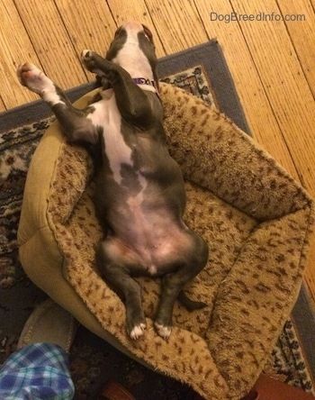 एक नीली नाक अमेरिकन बुली पिट पिल्ला एक तेंदुए प्रिंट कुत्ते के बिस्तर में उसके पेट के बल सो रहा है।