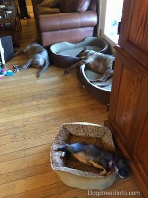 En blå näsa Pit Bull Terrier är sömnig framför en soffa, bakom den är en brun med svart och vit Boxer som sover över två hundsängar framför en dörr. Det finns också en amerikansk Bully Pit-valp med blå näsa som sover på en hundsäng.