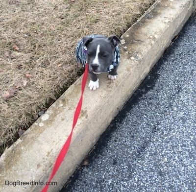 Um filhote de cachorro americano Bully Pit minúsculo de nariz azul está sentado em uma calçada e olhando para a frente. Ela está vestindo um colete cinza de camuflagem.