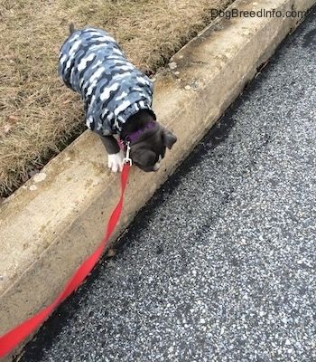 Um filhote de cachorro americano Bully Pit de nariz azul está olhando para a beira de um meio-fio. Ela está vestindo um colete camuflado cinza.