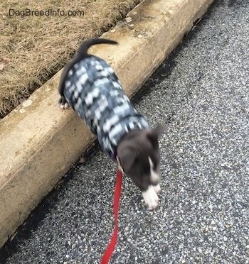 Um filhote de cachorro americano Bully Pit de nariz azul está pulando de um meio-fio para a rua. Ela está vestindo um colete camuflado cinza.