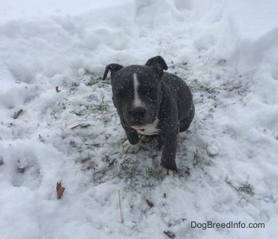 En blå näsa American Bully Pit valp sitter i en lapp av gräs omgiven av snö. Det snöar aktivt.