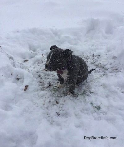 Ein amerikanischer Bully Pit-Welpe mit blauer Nase sitzt auf einem Rasenstück mit tieferem Schnee um sie herum. Es schneit aktiv. Sie schaut nach links.