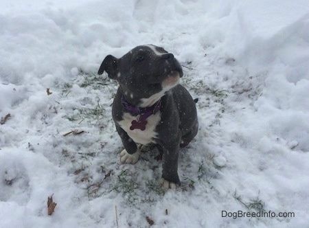 Een Amerikaanse Bully Pit-puppy met blauwe neus zit in een stukje gras, dat is omgeven door sneeuw. Het sneeuwt actief. Ze kijkt naar rechts.