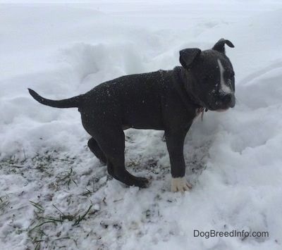 Mėlynos nosies amerikiečių patyčių duobės šuniukas stovi žolėje, kurią supa gilus sniegas. Ji žiūri į dešinę ir aktyviai sninga.