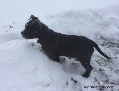 De bovenste helft van een blauwe neus Amerikaanse Bully Pit-puppy die zich in sneeuw bevindt terwijl het actief sneeuwt. Ze is alert en kijkt naar links.