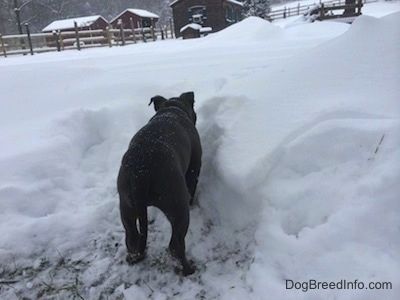 Mặt sau của một chú chó con American Bully Pit mũi xanh đang đứng xúc cỏ trước bức tường tuyết sâu.