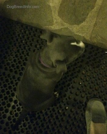 Vista de cima para baixo de um filhote de cachorro americano Bully Pit de nariz azul que está sentado em uma esteira de borracha do lado de fora em uma varanda de pedra.