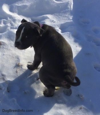 Uitzicht vanaf de top naar beneden naar de hond - De achterkant van een Amerikaanse Bully Pit-puppy met blauwe neus plast in de sneeuw en ze kijkt achterom.