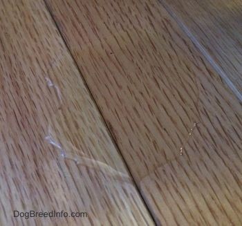 Tutup - Air kencing di lantai kayu keras.