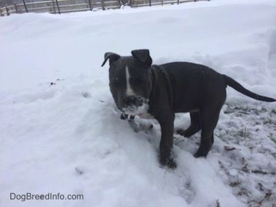 En blå näsa American Bully Pit valp står i snö och fläckigt gräs bredvid en vägg med djupare snö. Det är snö över hennes mun.