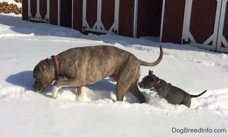 Un Pit Bull Terrier au nez bleu marche sur un champ enneigé et derrière lui se trouve un chiot American Bully Pit au nez bleu qui saute en essayant de se maintenir dans la neige profonde.