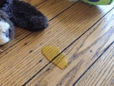 Một vũng nước tiểu trên sàn gỗ cứng cạnh đồ chơi cho chó.