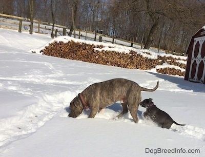 Um Pit Bull Terrier de nariz azul está farejando uma área à sua frente. Há um filhote de cachorro americano Bully Pit de nariz azul pulando nele.
