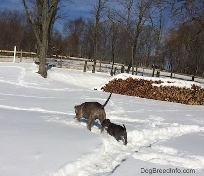 As costas de um Pit Bull Terrier de nariz azul e de um filhote de cachorro American Bully Pit de nariz azul que estão caminhando na neve.
