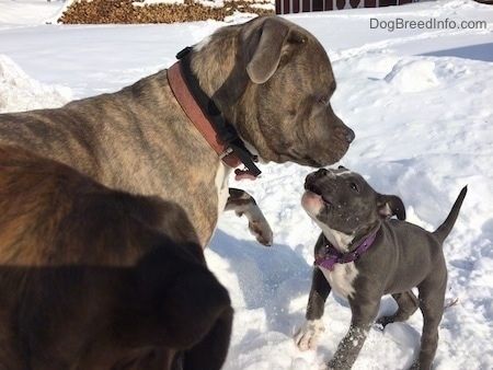 Hidung biru Pit Bull Terrier berdiri di salji dan seekor anak anjing Amerika Bully Pit akan melompat ke arah anjing itu. Wajahnya kelihatan seperti dia menggonggong ke arahnya.