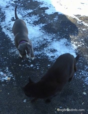 Một chú chó con American Bully Pit mũi xanh đang đứng trên một chiếc áo màu đen có phủ một ít tuyết. Có một con mèo đen đang đi trước con chó con