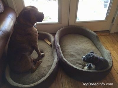 חום עם מתאגרף שחור לבן יושב במיטת כלבים ומביט מחוץ לדלת. גור כחול אמריקאי בריון בור יושב על מיטת כלבים ומסתכל על המתאגרף.