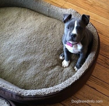 Een klein American Bully Pit-puppy met blauwe neus zit op een groot hondenbed en kijkt omhoog.