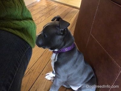 Od blizu - psička ameriškega bully pit modrega nosu sedi ob kavču, pred njo pa čuči oseba v zelenem puloverju.