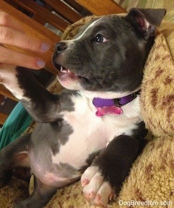 Närbild - En amerikansk Bully Pit-valp med blå näsa lägger på hennes sida på en hundleopardtryck och tassar på en persons hand som har ljuslila nagellack på.