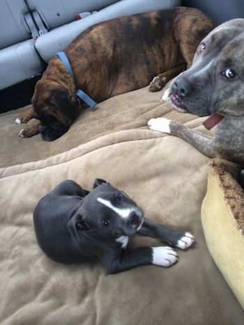 En blå näsa American Bully Pit valp lägger på en hundsäng och hon tittar upp. En brun med svartvit Boxer sover på en hundsäng. En blå näsa Pit Bull Terrier lägger på en hundsäng och ser tillbaka. De är alla i baksätet på en minibuss.