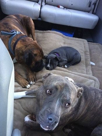 Một chú chó Boxer màu nâu với đen trắng và một chú chó con American Bully Pit mũi xanh đang ngủ cạnh nhau trên giường dành cho chó. Trước mặt họ là một chú chó Pit Bull Terrier mũi xanh và nó đang nhìn lên phía sau mình. Tất cả đều ở trong một chiếc xe tải nhỏ.