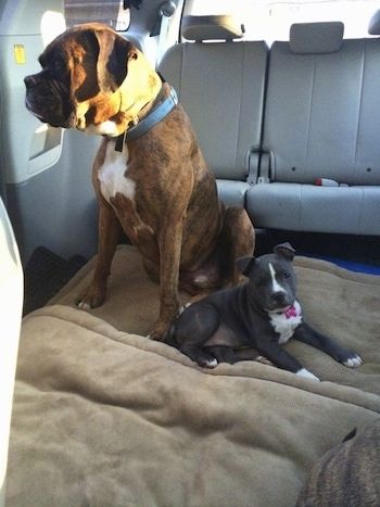 Một chú chó Boxer màu nâu với hai màu đen và trắng đang ngồi trên giường dành cho chó và nhìn sang bên trái, nằm dưới nó là một chú chó con American Bully Pit mũi xanh. Họ đang ở giữa một chiếc xe tải nhỏ có ghế bọc da màu xám.