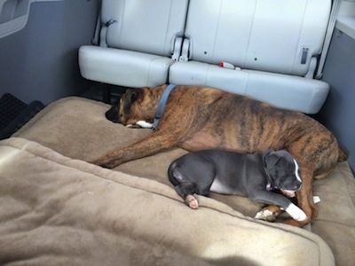Một chú chó Boxer màu nâu với hai màu đen và trắng đang ngủ trên giường dành cho chó và ngủ giữa hai chân của chú là một chú chó con American Bully Pit mũi xanh. Họ đang ở giữa một chiếc xe tải nhỏ đã bỏ bớt ghế ngồi.