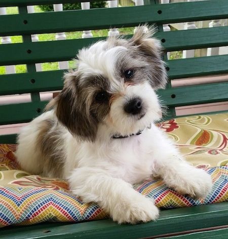 Anak anjing Shi-Chi berwarna putih dan kelabu berbaring di atas bantal di bangku kayu hijau. Kepalanya condong ke kiri.