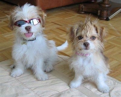 Du „ShiChi“ šuniukai sėdi ant antklodės ir jie laukia. Kairysis nešioja akinius nuo saulės ir iškiša liežuvį. Dešiniajam plaukai smailėja ir laukia.