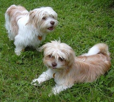 Dua anak anjing ShiChi yang dilapisi panjang berdiri dan berbaring di luar di rumput.