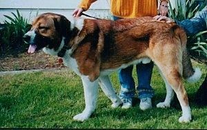 Лева страна црвено-белог са црним псом шпанског мастифа који стоји преко травнате површине, уста је отворена и језик је вани. Око ње су две особе, једна особа додирује псе, а друга држи узицу.
