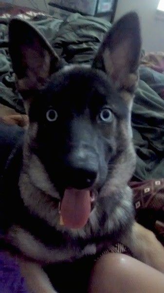 Sett forfra - En svart og solbrun gjeterhund med blå øyne og store perkører og en svart nese som legger seg på en person