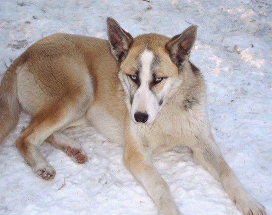 En tykk belagt tricolorbrun, hvit og svart hund med store perkører, en lang snute, en svart nese og blå øyne som ligger i snø og ser opp med øynene.