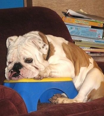 Pukulan kepala jarak dekat - Thabo the English Bulldog berbaring di atas katil dan melihat pemegang kamera