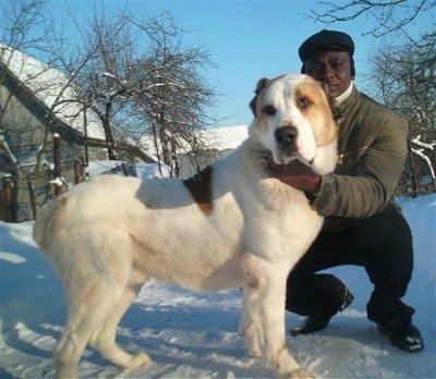 Η Νταγκάρ η Κεντρική Ασία Ovtcharka στέκεται στο χιόνι δίπλα σε ένα άτομο που κρατά το κεφάλι του και φοράει χειμερινά εργαλεία