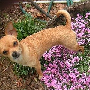 Daisy Chihuahua seisab lillepeenras ja vaatab üles kaamerahoidjale