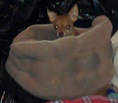 Chihuahua leedi Gaga lamab kollakaspruuni koera voodis. See vaatab üles ja piilub üle voodi külje