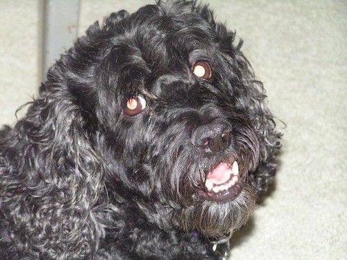 Detailní záběr na hlavu černého, ​​zvlněného kudrnatého psa, který vypadá spokojeně, jsou bílé zuby, které se usmívají.