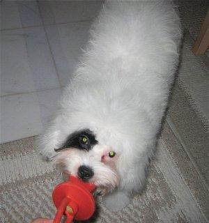 Doodle putih dengan anak anjing Cockapoo yang ditambal hitam sedang mengalami tarikan dengan mainan anjing pacifier merah