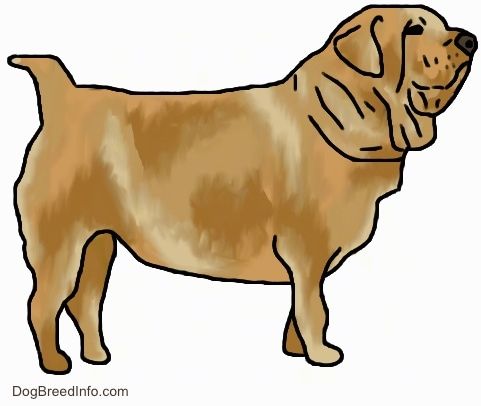 Rätt profil - En ritad bild av en fet hawaiisk pojhund