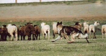 Nemški ovčar teče naokoli za čredo ovac na travnatem polju.
