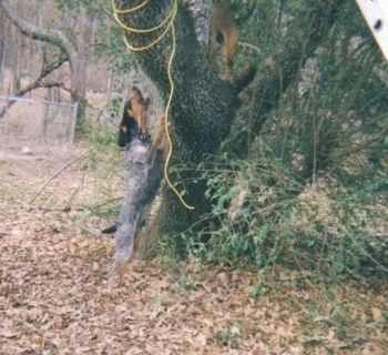 Bluetick Coonhound hüppab vastu puud ja haugub. Alumisel puuoksal on segunenud Cur.