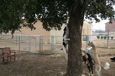 Üks koer hüppab puu otsast üles. Kaks teist koera seisavad puu vastas. Puu taga jalutab veel üks koer