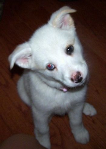 Uždaras vaizdas iš priekio - rožių ausimis baltas su įdegio Pitsky šuniukas su dviem skirtingų spalvų akimis sėdi ant kietmedžio grindų, pakreipęs galvą į kairę. Jo nosis yra ruda ir rausva.