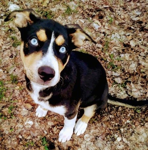 En tricolor svart, solbränd och vit hund med isblå ögon, öron som fälls ner och ut till sidorna, en brun näsa och en lång svans som sitter ute i bruna löv och gräs