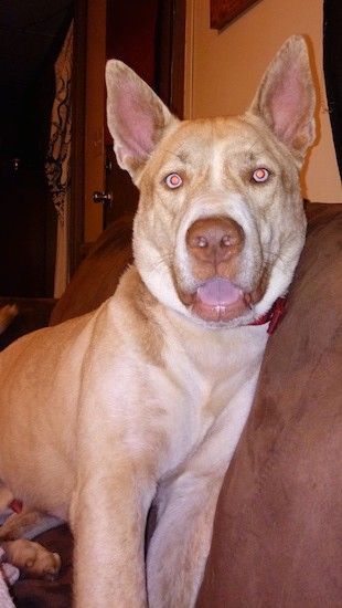 En brunbrun hund av stor ras som ser ut som en herde med stora perk-öron, en brun näsa, mandelformade ljusblå ögon, bruna läppar och en tjock hals som sitter på en brun soffa med tungan.