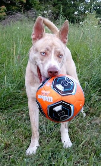 Framifrån av en solbränna med vit storrashund med perköron, en stor brun näsa, bruna läppar, isblå ögon som står i gräs med en stor orange och svart fotboll i munnen.